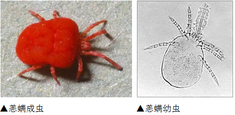 palladium是该病原体的天然宿主,他们多在动物和人类中引起皮肤损伤