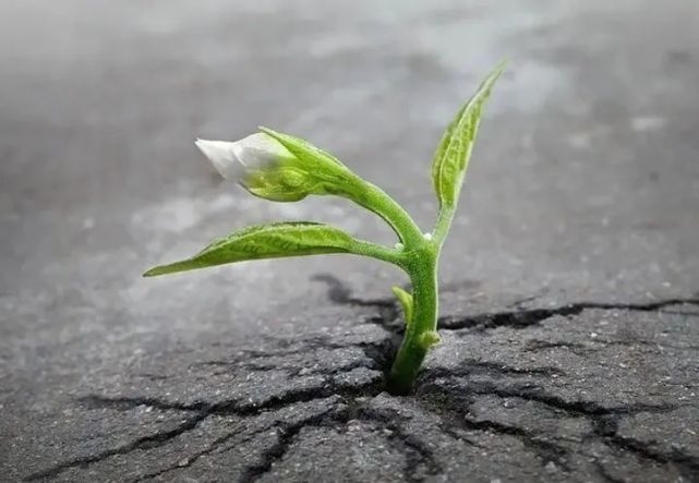 ppt 背景 壁纸 电脑桌面 发芽 绿色 绿色植物 嫩芽 嫩叶 新芽 植物