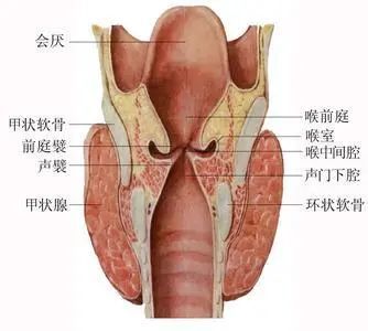 呼吸道的分泌物咳出,更容易导致呼吸困难加重 小儿喉部神经比较敏感