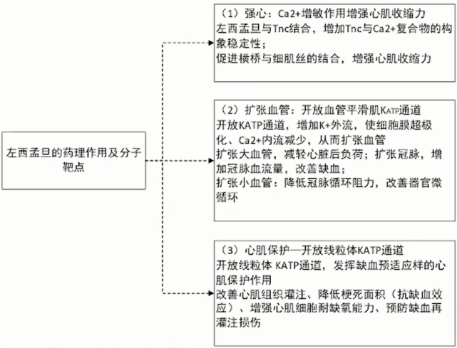 图 5 左西孟旦药理作用及分子靶点(图源讲者 ppt 截图)图 6.