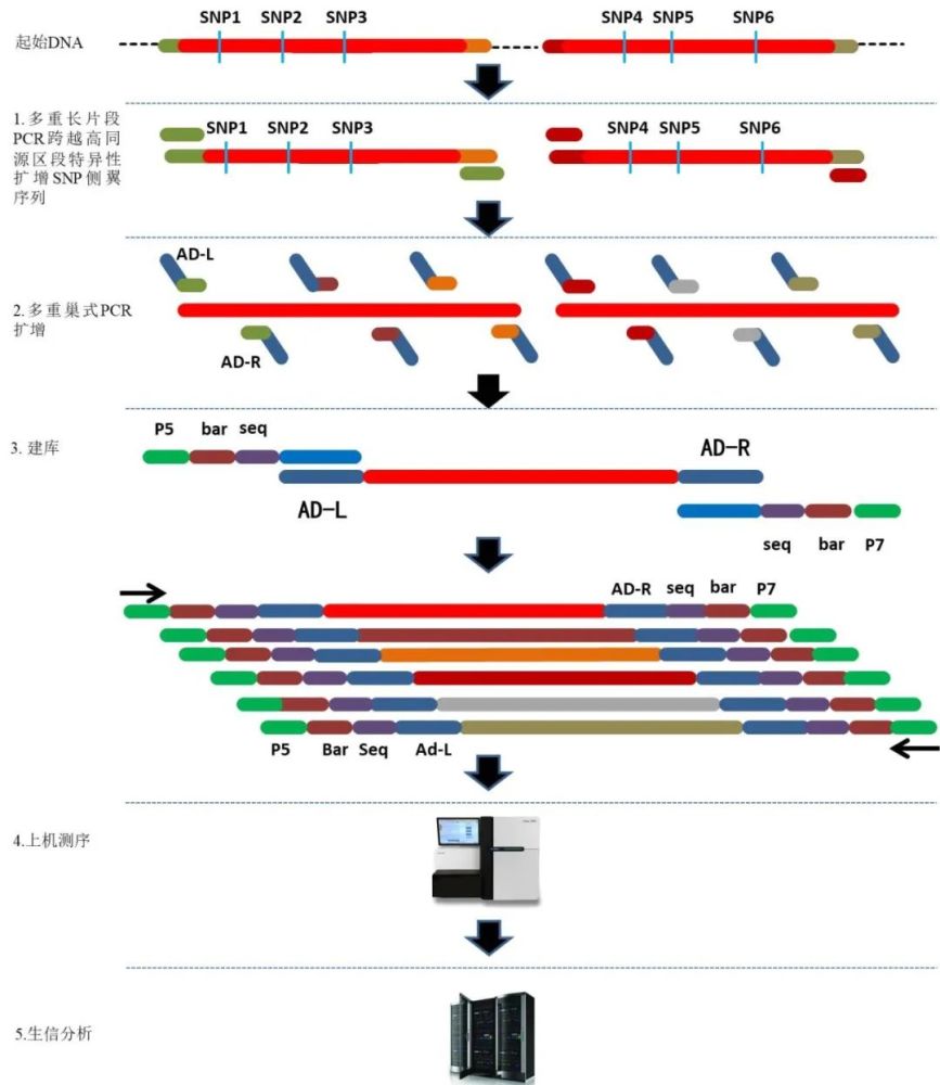 利用二代测序进行基因组高同源区段序列分析的挑战及应对