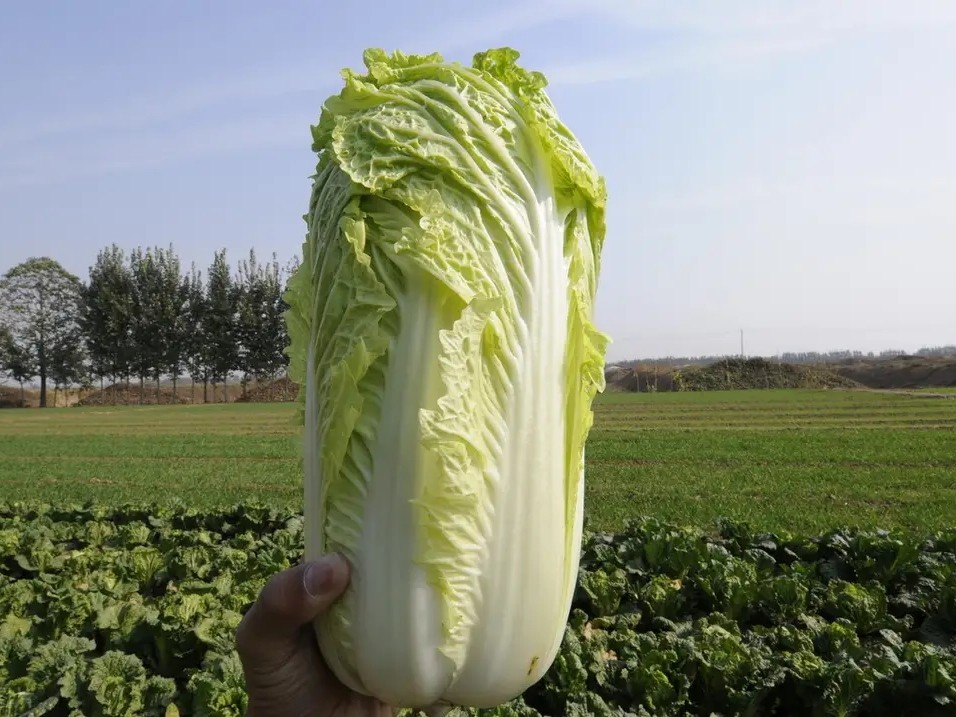 黄叶白菜属于种植的比较早的白菜品种,有很多地方也管它叫"黄芽菜".