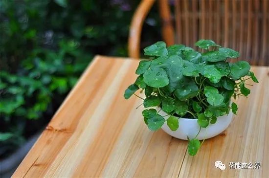 开运植物:金心吊兰生肖属牛的人吃苦耐劳,做事都踏踏实实,可为人就是
