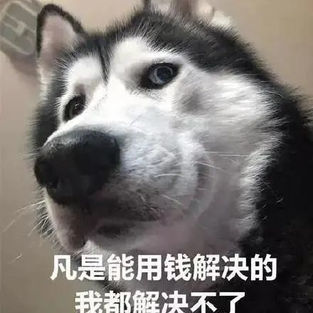 很可爱很沙雕的狗狗表情包