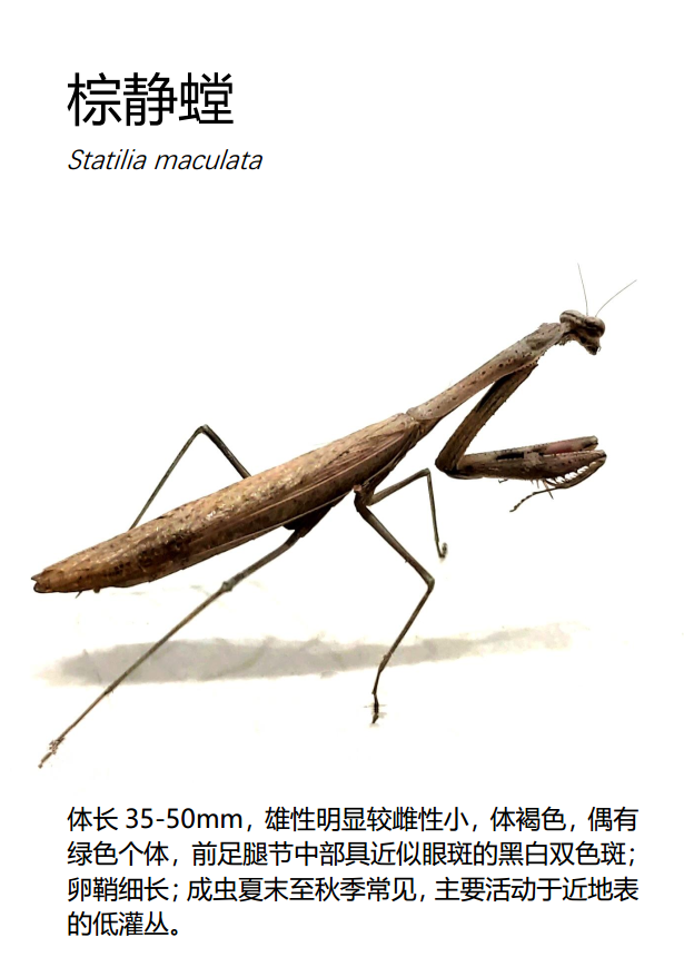 棕静螳statilia maculata