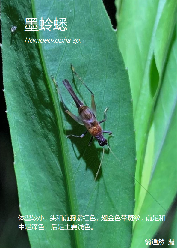 17黑脸油葫芦teleogryllus occipitalis16驼螽15