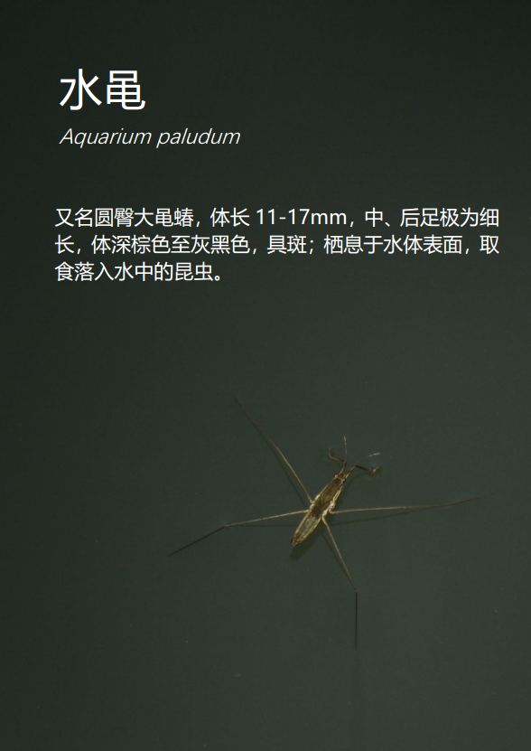 水黾aquarium paludum31日本龟蜡蚧ceroplastes japonicas30七带铲头