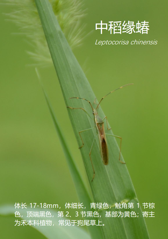 32 中稻缘蝽leptocorisa chinensis