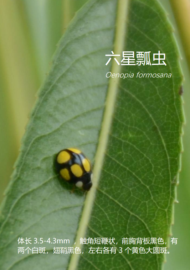 46 六星瓢虫oenopia formosana