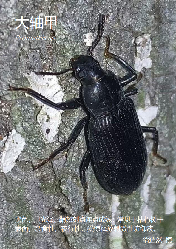 12日本纺织娘mecopoda elongata11棕静螳statilia maculata10黑翅土