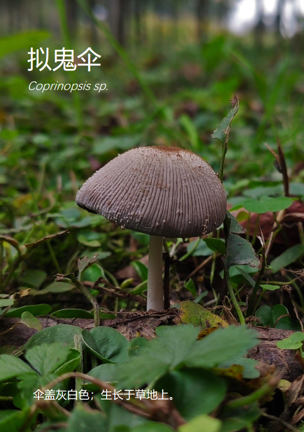 83 东方蜜蜂apis cerana 84 毛头鬼伞coprinus comatus