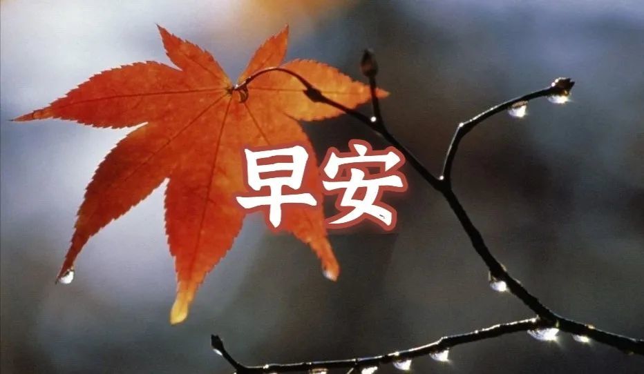 句子2021年特别漂亮的早安表情图片祝福语微信最新早晨好祝福语精选