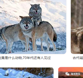 狼和狈的故事
