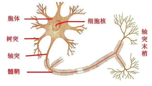 使用电子显微镜观察,可以发现神经元是一个形状极不规则的细胞,整个