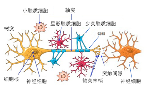 元间的信号传递与神经胶质细胞不同的是,神经元具有传递信号的功能