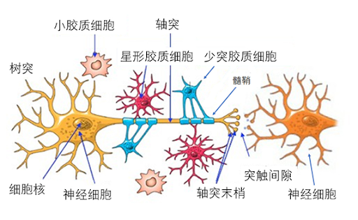 03神经元间的信号传递与神经胶质细胞不同的是,神经元具有传递信号的