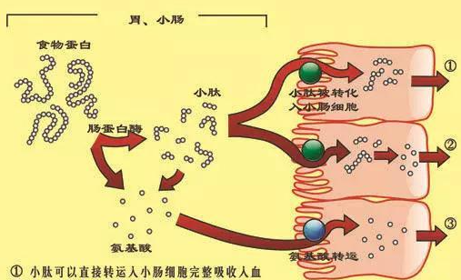 为什么要喝小分子肽从蛋白质的吸收看问题