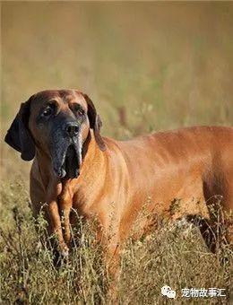 世界上最大十犬:(八)巴西菲勒