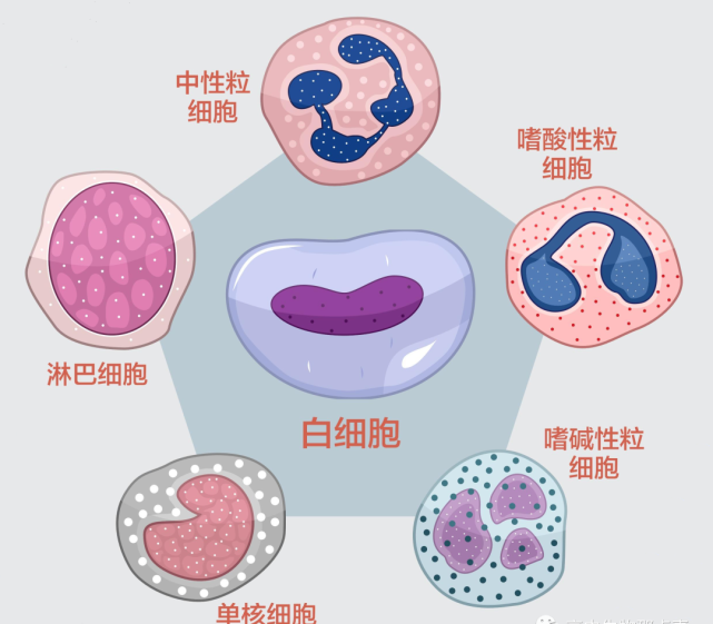 是颗粒白细胞,简称粒细胞,包括中性粒细胞,嗜酸粒细胞,嗜碱粒细胞三种