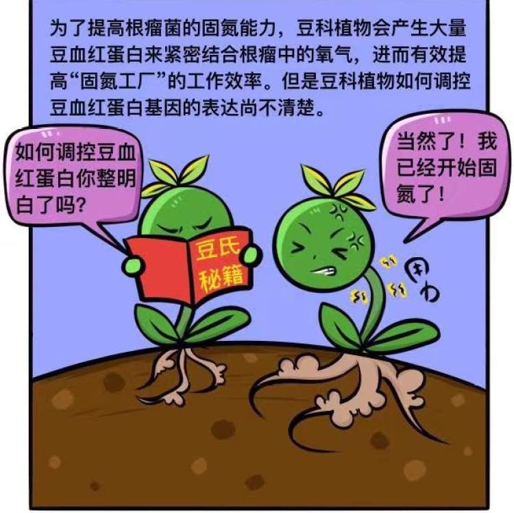 揭开豆科植物"固氮工厂"的奥秘,加拿大科学家上海建实验室4年,研究