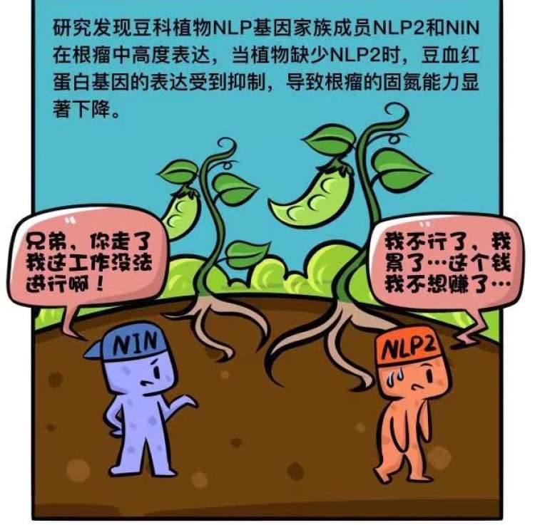 揭开豆科植物固氮工厂的奥秘加拿大科学家上海建实验室4年研究成果有