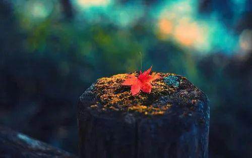 这世上,最难猜是人心,最凉薄也是人心;人心,看破不说破,看穿不拆穿