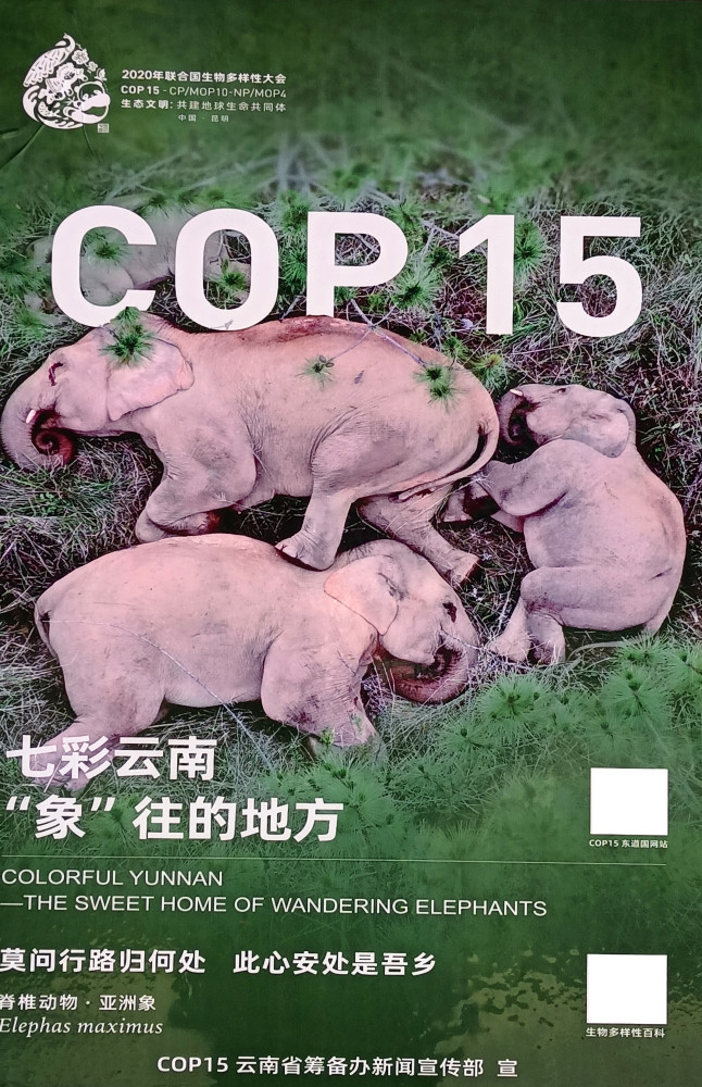 从昆明街头的cop15宣传海报想到我身边的珍稀生物