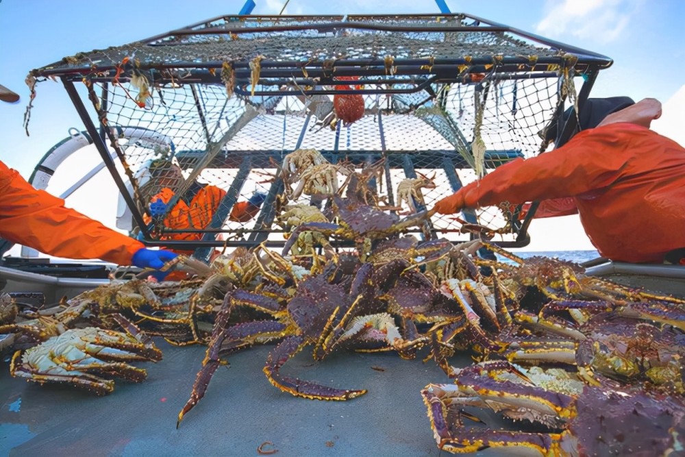 捕捞帝王蟹捕捞帝王蟹并不是一件容易的事情,捕捞帝王蟹是有人员和