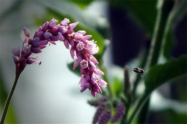 晚秋蓼花古诗五首:十分秋色无人管,半属芦花半蓼花