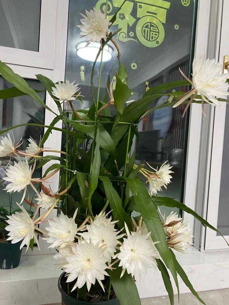 印尼小叶昙花—观叶,赏花又闻香,四季皆花期,封闭阳台