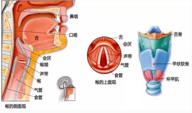 练习方法2贴着咽壁吸着唱是稳定喉结的一个好办法,在唱歌呼气的时候