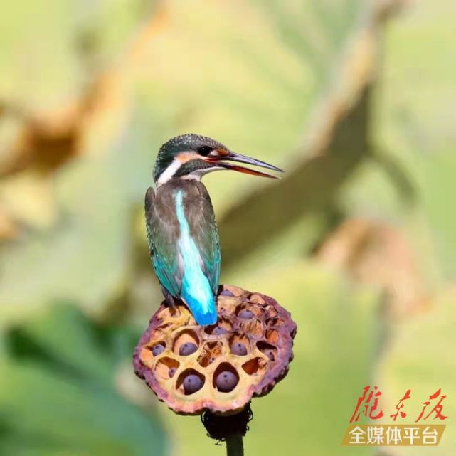 【美图庆阳】残荷翠鸟 别样美好