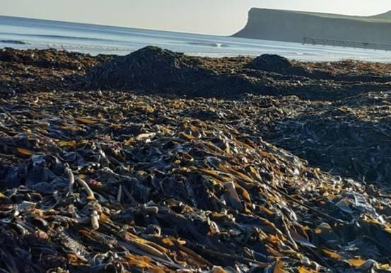 英国海岸惊现大量海洋生物尸体,这里发生了什么?