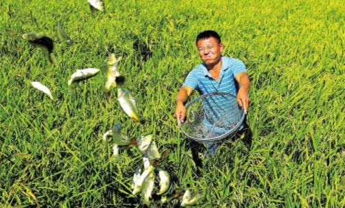 稻花鱼其实就是鲫鱼,鲤鱼或者草鱼,因为在稻田里长大,吃着稻花,喝着稻