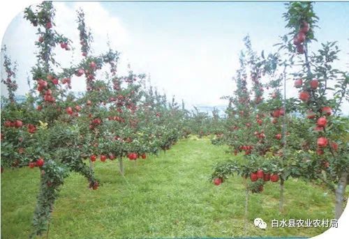 苹果树细长纺锤形整形修剪技术