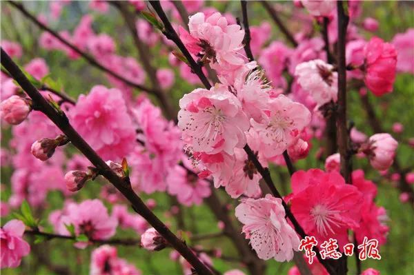 常德市又有三个桃花新品种被授予植物新品种权