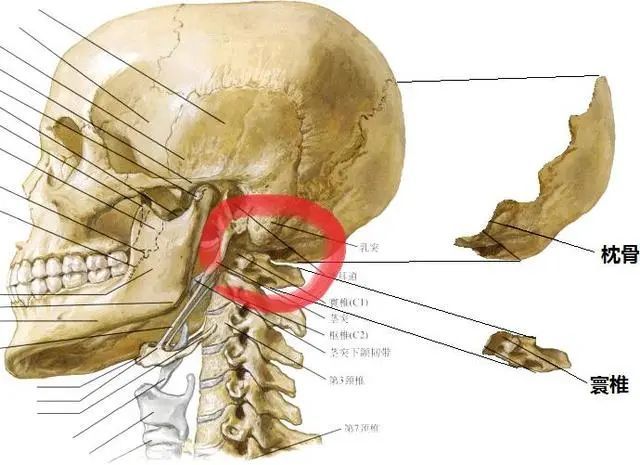 椅子上坐好,绕到她的背后,用手指在她后脑勺枕骨的下缘处进行轻轻按压