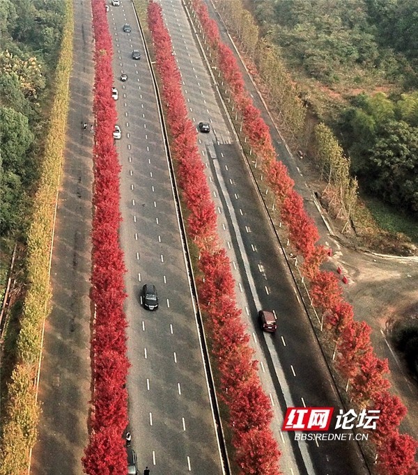 够红够热烈益阳网红公路红枫宛若童话世界