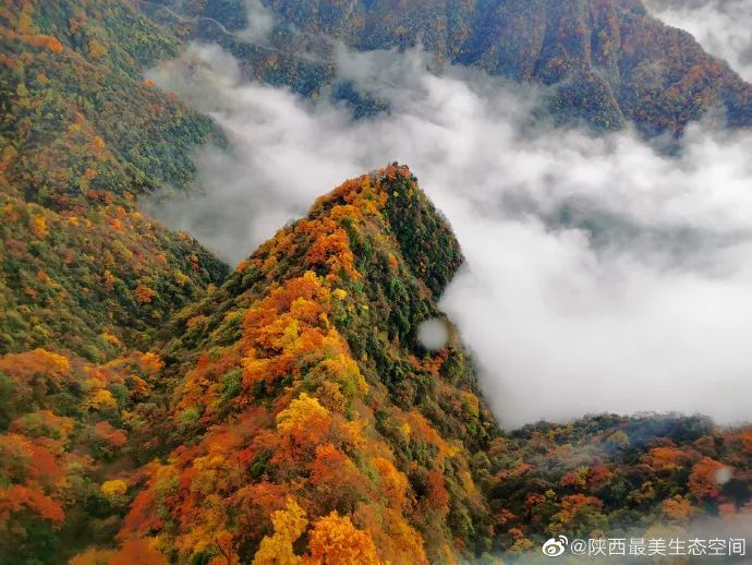 寻找陕西最美生态空间|龙头山森林公园