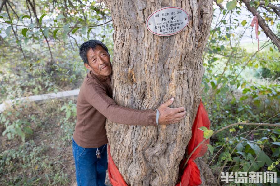 古树寻访记南檀北柘,即墨沙埠村6株柘树成群,树龄600余年