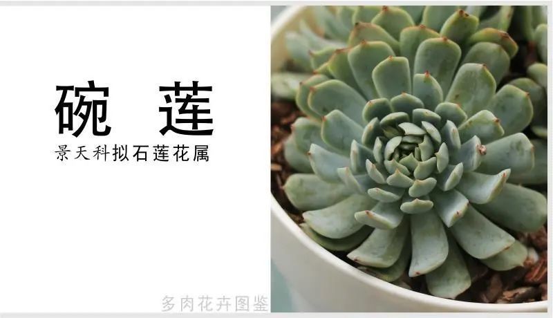 「碗莲」景天科拟石莲花属多肉植物,中大型,园艺杂交品种