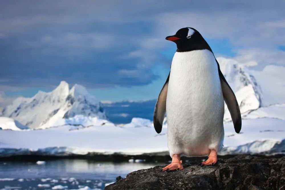 企鹅的身体有厚厚的脂肪层,羽毛也比其他鸟类的硬且短,而且排列得很