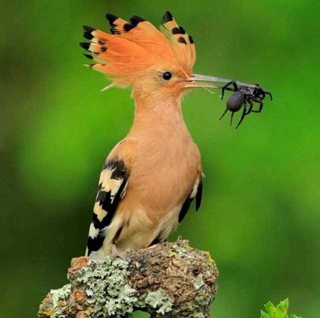在农村,戴胜鸟又被称为"棺材鸟",为何它们身上总是臭臭的?