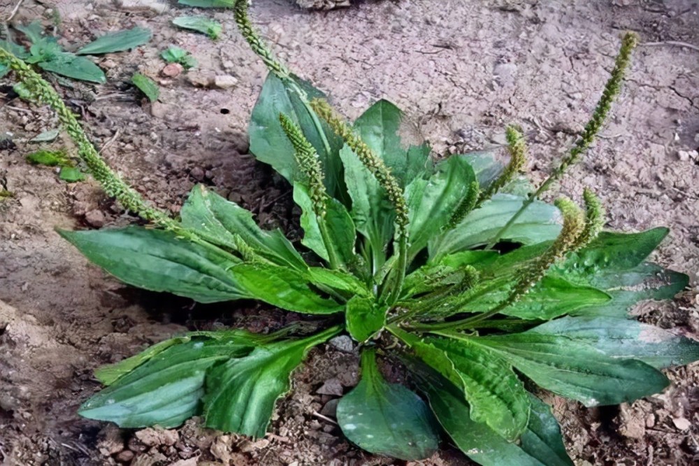 小时候常见到却叫不上名的植物,好看能吃,有的有毒,有的可入药