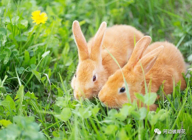 属兔人吉祥顺利,属兔人的运势已有明显的上升之势,多有喜事临门的