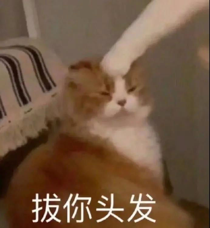 今日份表情包| 2021.11.29