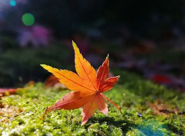 学会这9个深秋落叶的手机摄影技巧,让照片具备更多的故事与情感