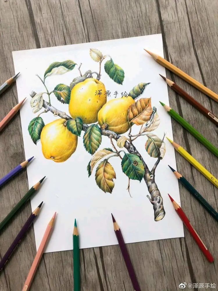 彩铅手绘花卉水果画师泽源手绘