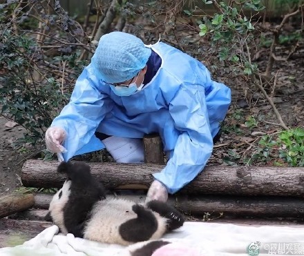 饲养员手捡熊猫小团子