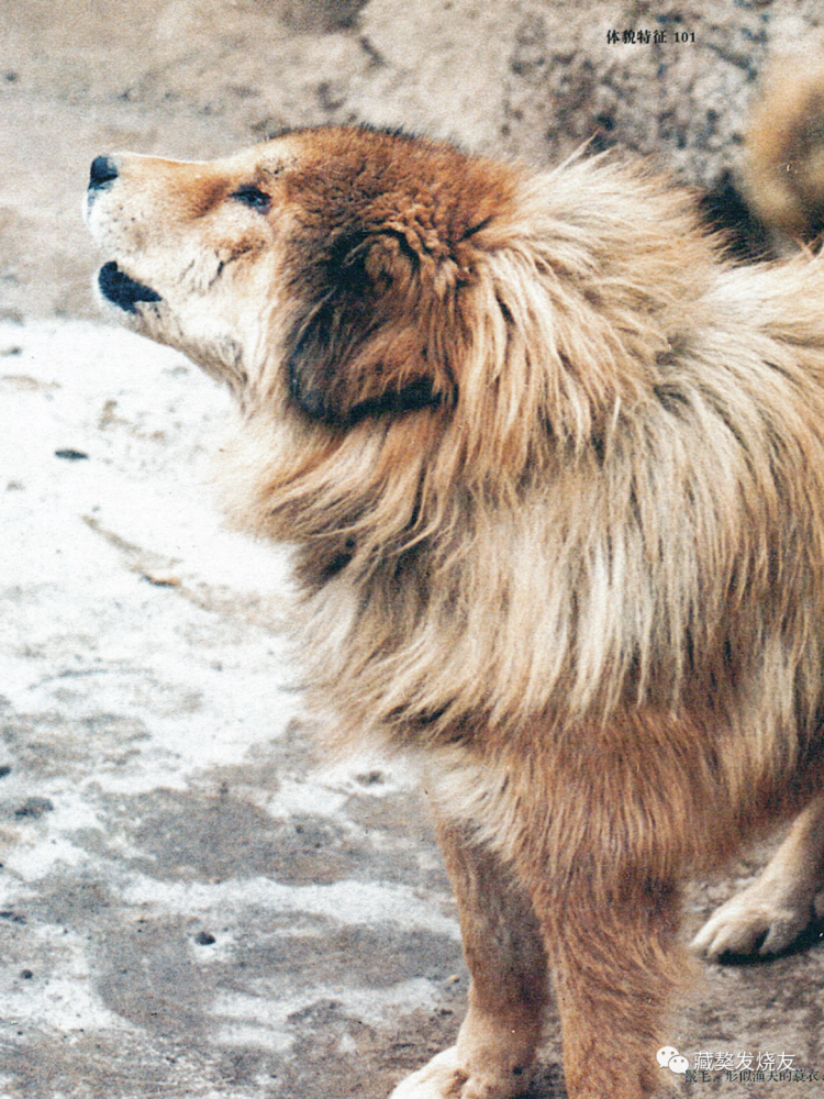 2004版藏獒中的那些狗